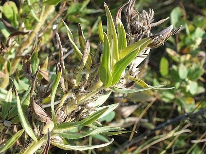 Lithospermum ruderale