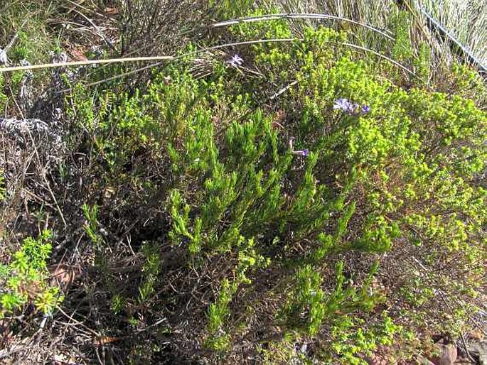 Lobelia pinifolia