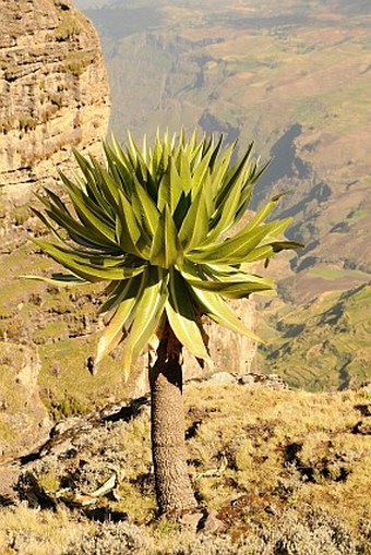 Lobelia rhynchopetalum