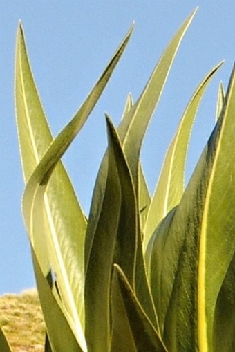 Lobelia rhynchopetalum