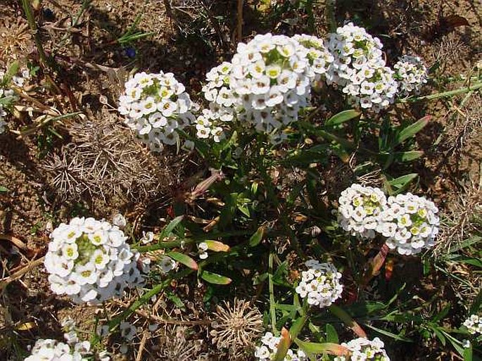 Lobularia maritima