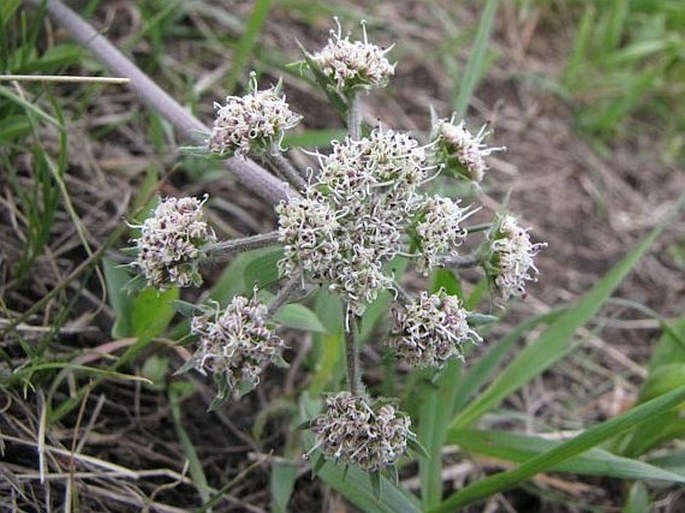 Cogswellia macrocarpa