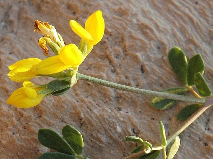 Lotus cytisoides