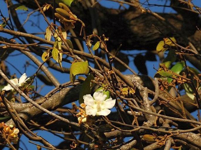 LUEHEA SPECIOSA (Kunth) Dugand