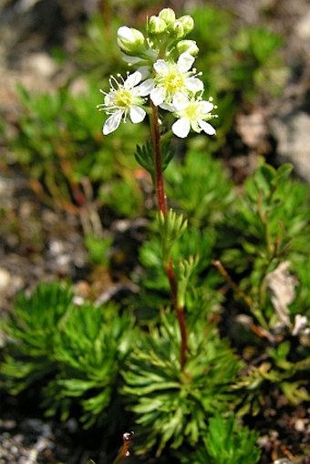 Luetkea pectinata