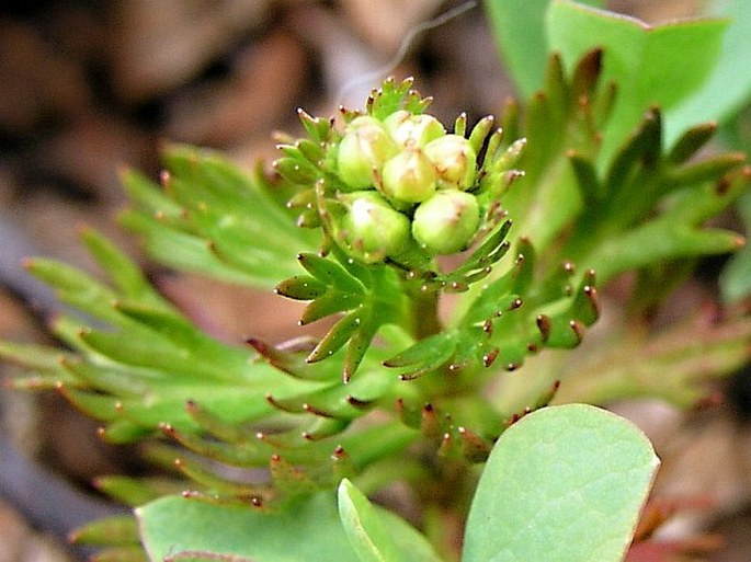 Luetkea pectinata