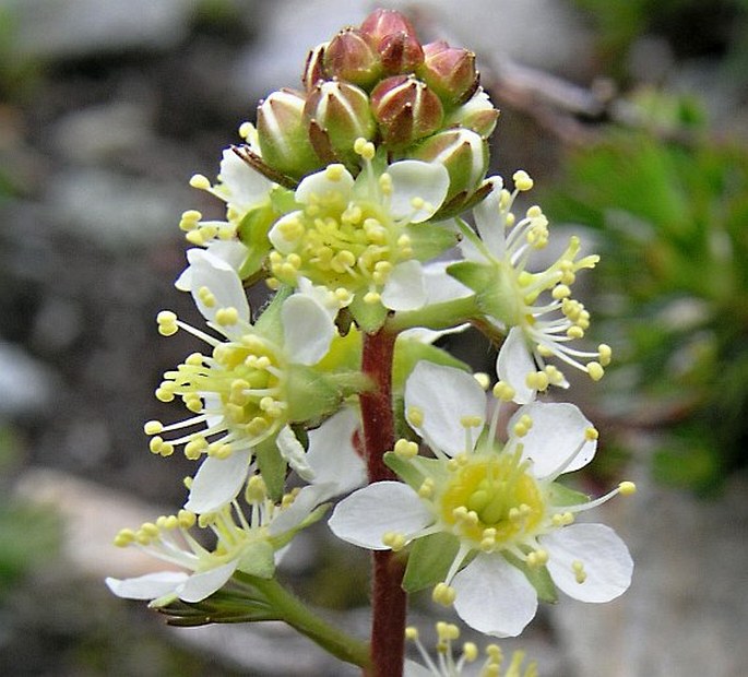 LUETKEA PECTINATA (Pursh) Kuntze