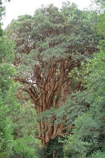 Luma apiculata