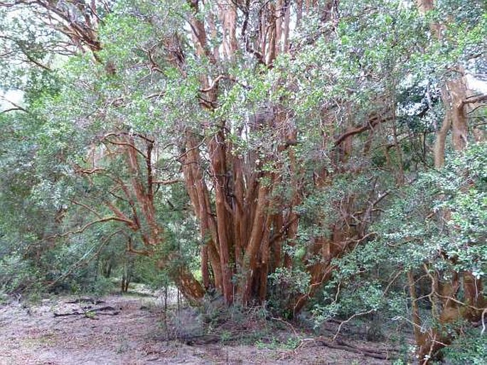 Luma apiculata