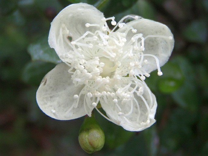 Luma apiculata