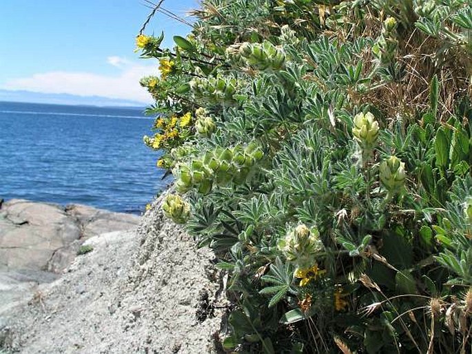 Lupinus densiflorus