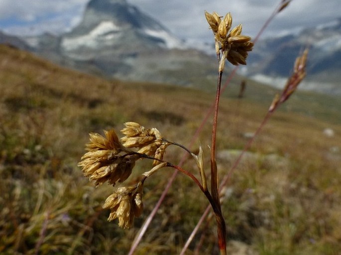 LUZULA LUTEA (All.) DC. – bika / chlpaňa