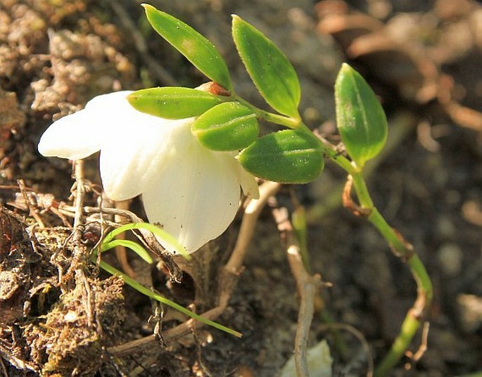 Luzuriaga marginata