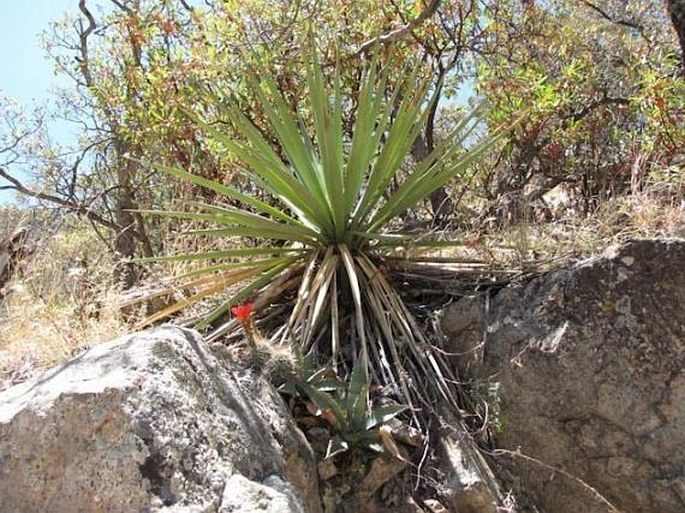 Echinocereus arizonicus