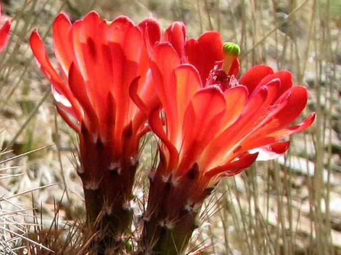 Echinocereus arizonicus