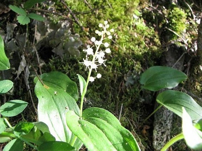 MAIANTHEMUM CANADENSE Desf. – pstroček / tôňovka