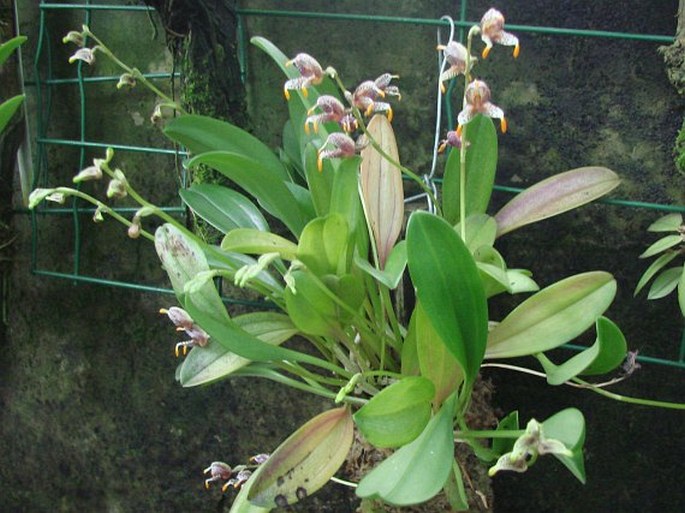 Masdevallia pachyura