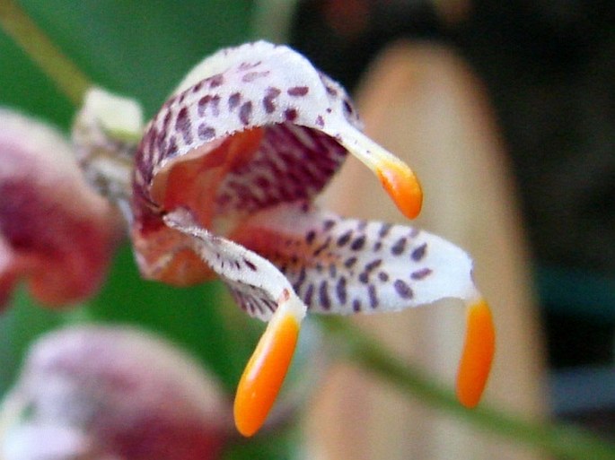 Masdevallia pachyura