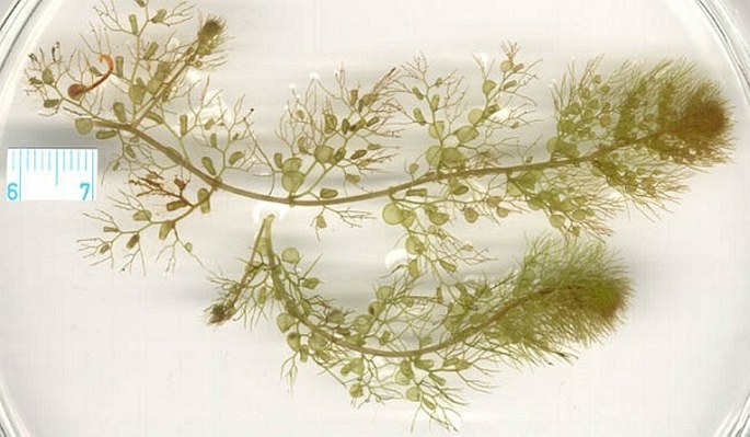 Bublinatka jižní (U. australis) je nejvíce rozšířenou masožravou rostlinou na světě
