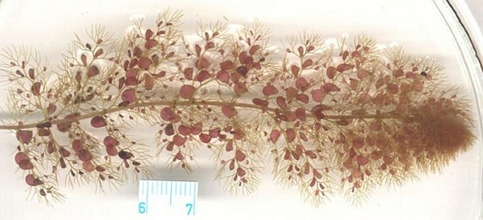 Ohrožená bublinatka obecná (U. vulgaris) má pasti velké až 5 mm a prýty až 3 m dlouhé