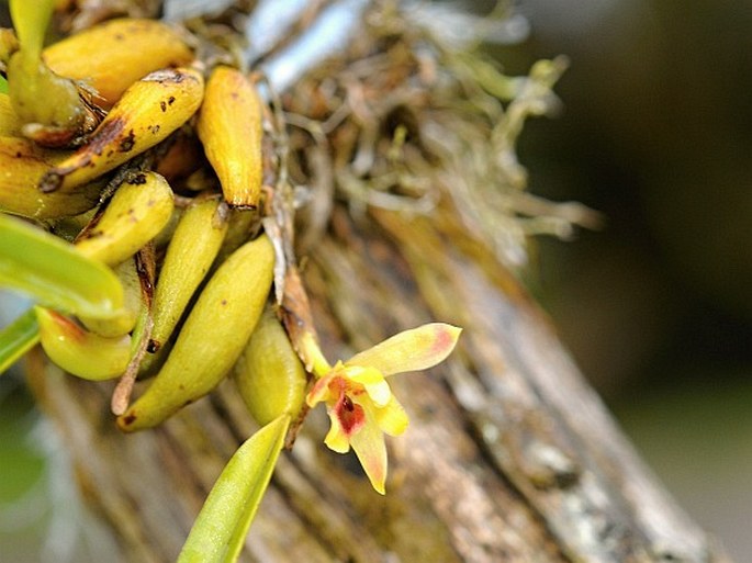 Maxillaria variabilis