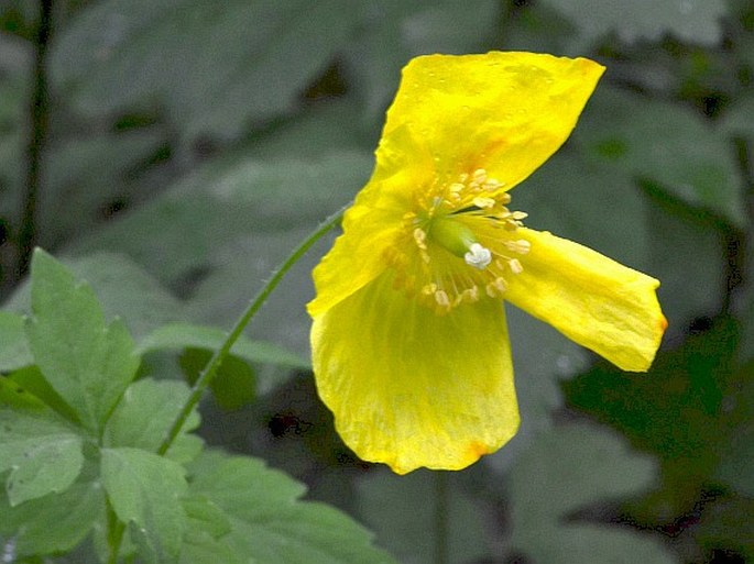 Meconopsis cambrica