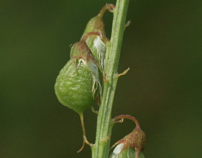 Melilotus altissimus