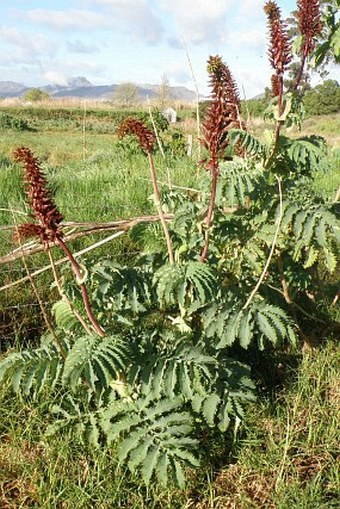 Melianthus major