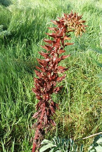 Melianthus major