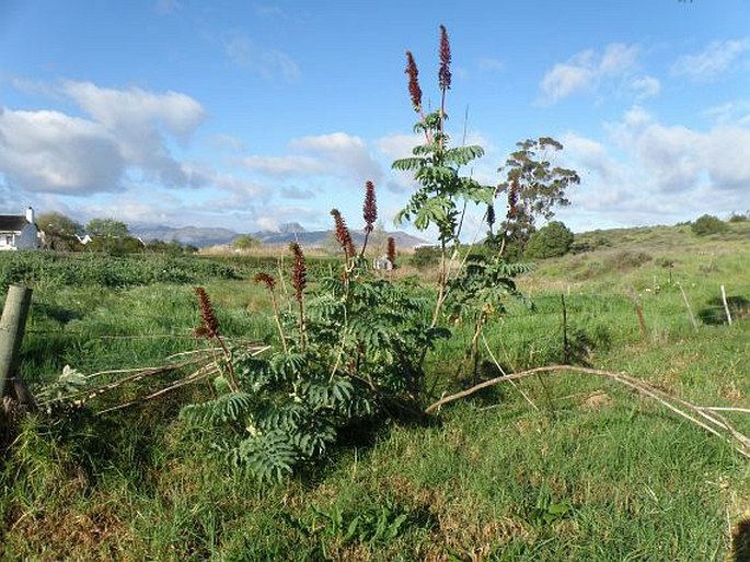 Melianthus major