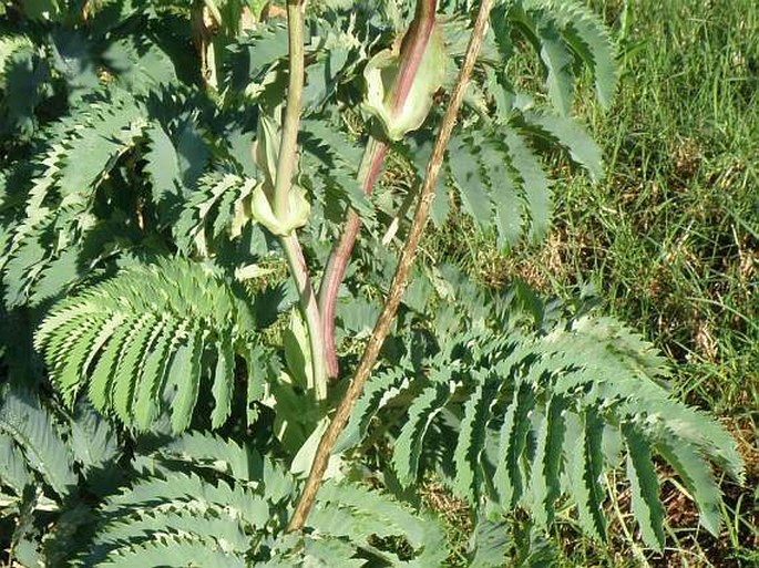 Melianthus major