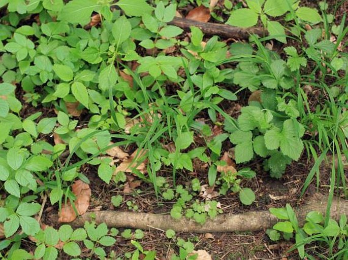 Melica uniflora