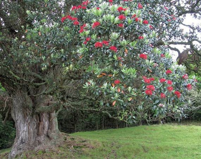 Metrosideros excelsa