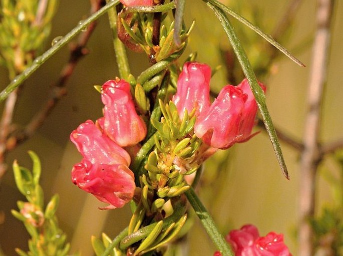 MICROLOMA TENUIFOLIUM (L.) K. Schum.