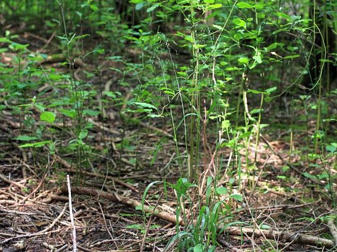 Milium effusum