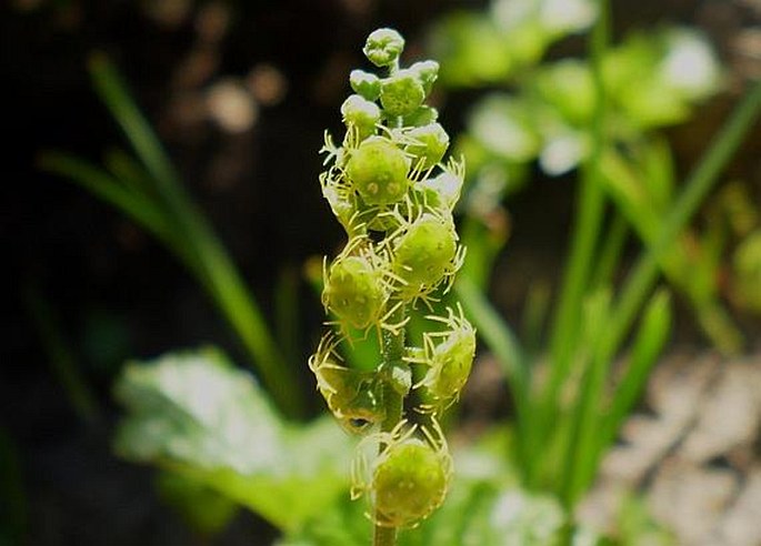 MITELLA BREWERI A. Gray – čepeňka