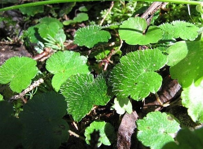 Mitella nuda