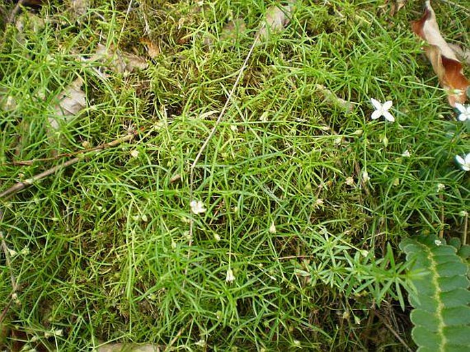 Moehringia muscosa