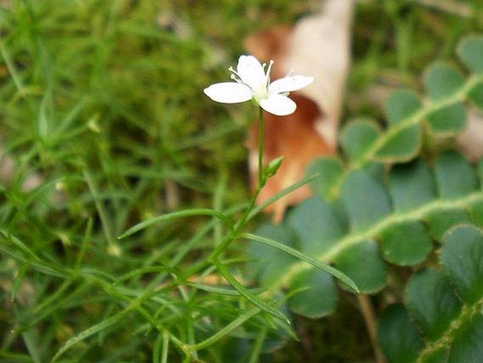 Moehringia muscosa