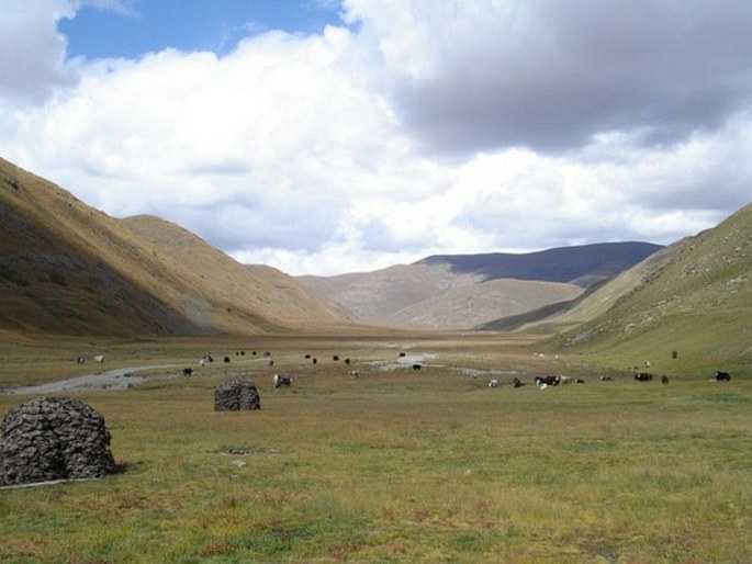 Mongolsko