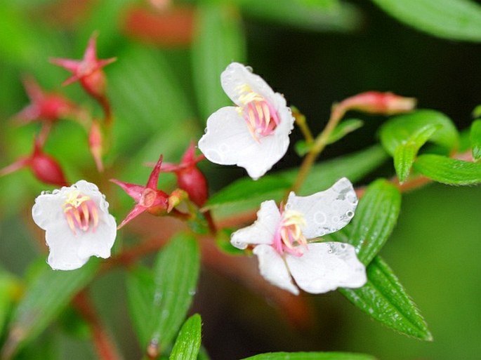 MONOCHAETUM FLORIBUNDUM (Schltdl.) Naudin