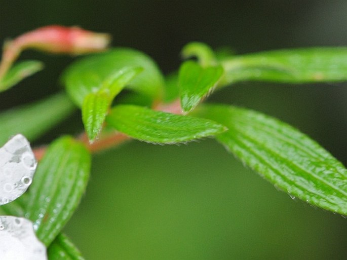 Monochaetum floribundum