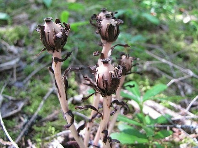 Monotropa uniflora