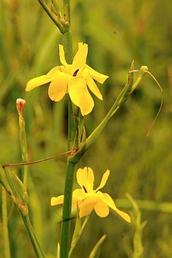 Moraea ramosissima