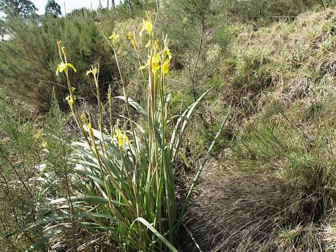 Moraea ramosissima