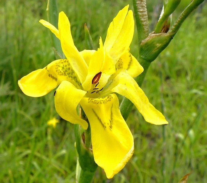 Moraea ramosissima