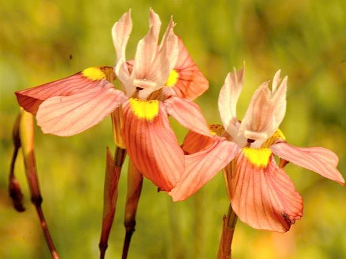 Moraea gawleri