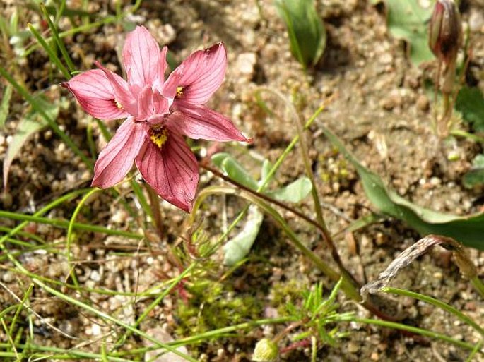 Moraea gawleri