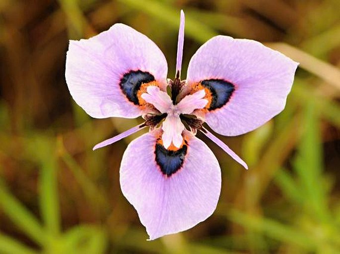 MORAEA VILLOSA (Ker Gawl.) Ker Gawl. – protistojka