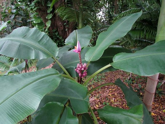 Musa ornata